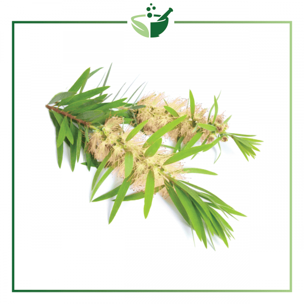 Niaouli Essential Oil-01
